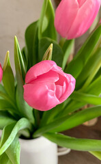 pink tulip 