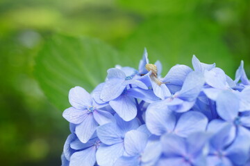 六甲山の紫陽花とカタツムリ