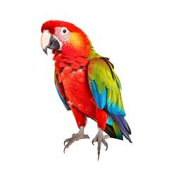 red and yellow macaw ara