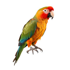 Obraz premium red and yellow macaw ara ararauna