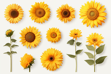 collection of hand drawn sunflowers flowers isolated on a white background