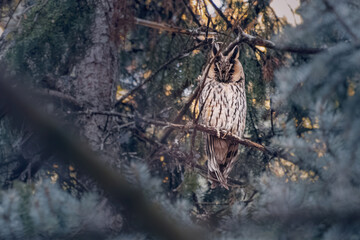 The long-eared owl, also known as Otus, embodies the essence of autumn with its captivating presence.