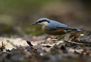 Nuthatch looking on ground