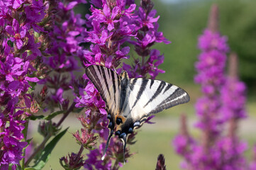Iphiclides podalirius - Scarce swallowtail - Flambé