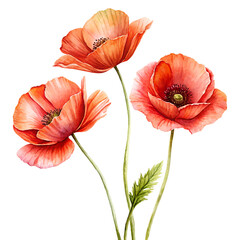 Vibrant poppy trio