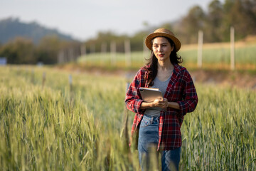 Naklejka na ściany i meble A young woman closely examines a wheat crop while holding a digital tablet in a sunny field. Record and track growth