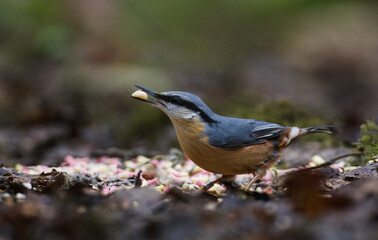 Nuthatch feeding on the ground