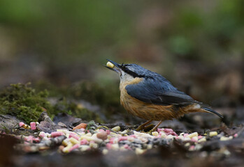 Nuthatch feeding on the ground