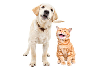 Barking labrador puppy and meowing scottish straight kitten together isolated on white background