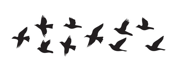 Silhouettes of pigeon flock flying