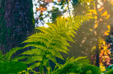 fern leaf in the forest in the sun and specks of dust