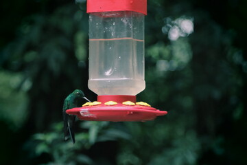 Hummingbird