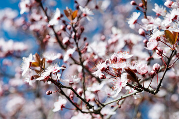 A vibrant canopy of cherry blossoms, basking under a clear blue sky, captures the quintessence of...