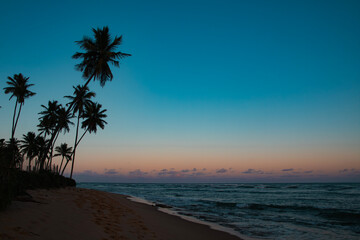 sunset on the beach with silhouette of coconut trees and gradient sky