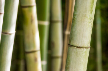 green bamboo forest close up pattern