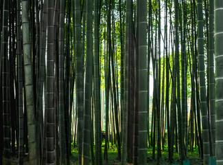 Fototapeta premium dense natural bamboo forest in Georgia in autumn