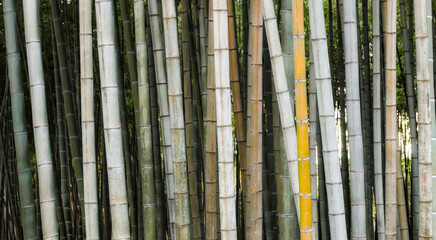 pattern background green bamboo forest in a park in Georgia