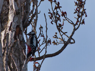 white-backed woodpecker Dendrocopos leucotos,  bird, branch, ani