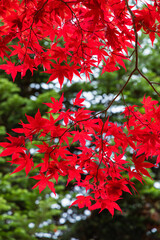 クローズアップされた赤く染まった紅葉の葉