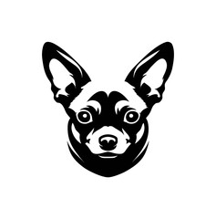 chihuahua dog portrait	