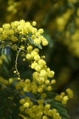 Acacia dealbata, Mimosa, yellow flowers