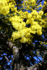 Acacia dealbata, Mimosa, yellow flowers