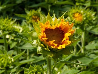 Sunflower field in the Merano botanical garden.