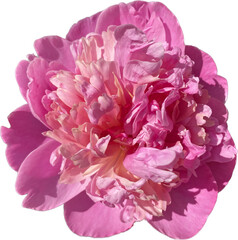 Pink rose flower is isolated with scientific name Rugosa in a beautiful natural closeup in outdoor sunlight