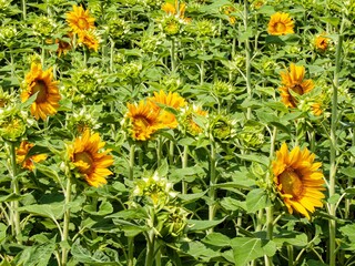 Sunflower field in the Merano botanical garden.