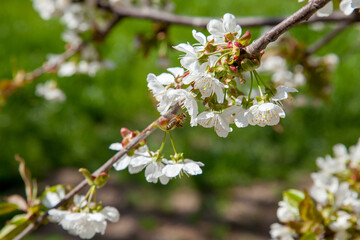 Working honeybee flying over the white flower of sweet cherry tree. Bee looking pollen and nectar to make sweet honey.