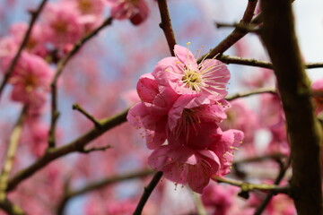 梅園にて撮影した梅