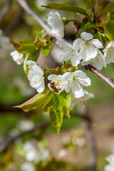 Obraz premium Close up view of working honeybee on white flower of sweet cherry tree. Collecting pollen and nectar to make sweet honey.