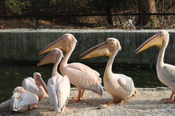 An amazing family of white pelican birds.