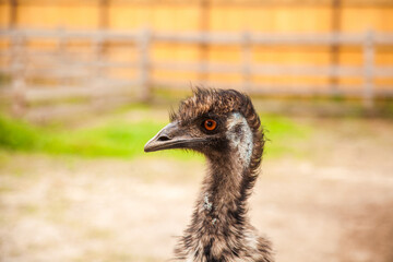 Close up view of cute ostrich emu. Australian ostrich emu walk in the paddock. Emu is second...