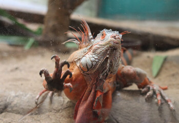 An orange Iguana is inside a glass cage at the zoo.