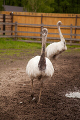 White ostrich nandu walk in the paddock. Cute white gray female of Greater Rhea from South America. .