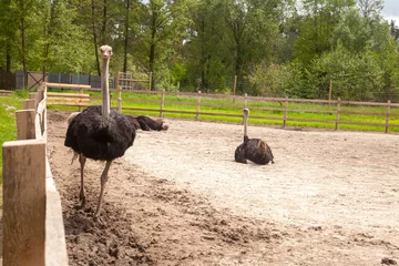 Foto op Plexiglas African ostrich walk in the paddock. Common Ostrich is the largest living bird on the planet.. © kostik2photo