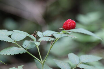 Obraz premium Berry in the wild