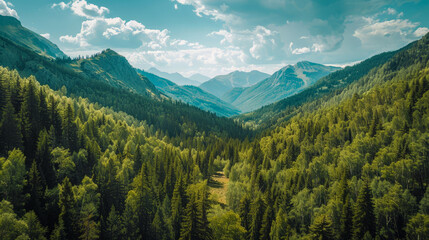 Fototapeta premium A lush green forest with a mountain range in the background