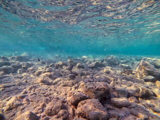 Underwater life of reef with corals and tropical fish. Coral Reef at the Red Sea, Egypt.