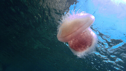 Artistic underwater photo of a Jellyfish. From a scuba dive in the Andaman Sea in Thailand.