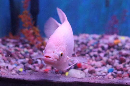 An image of beautiful pink-coloured kissing gourami or kissing fish in the fish tank.