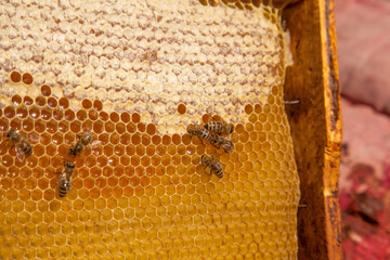 Working bees on the yellow honeycomb with sweet honey..