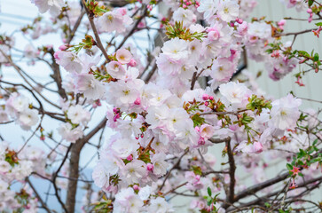 The flowers are white and have a soft and pure beauty