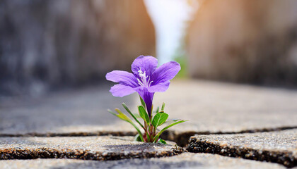 close up, purple flower growing on crack street background.