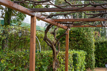 A wooden trellis with vines growing on it