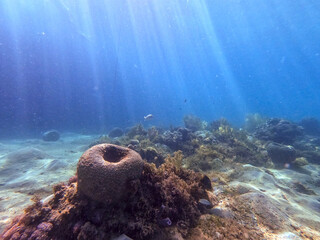 Underwater life of reef with seaweed and tropical fish. Coral Reef at the Red Sea, Egypt.
