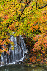 日本　青森県黒石市にある中野もみじ山の紅葉と不動の滝
