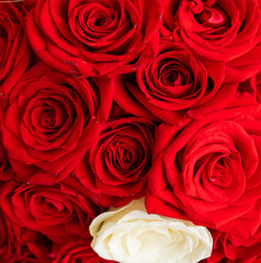 Red roses background beautiful flowers gift birthday, holidays, anniversary celebration, elegant vector