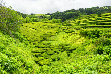 Tea Plantation in the Cameron Highlands, Malaysia. The tea plantation is one of the most popular...